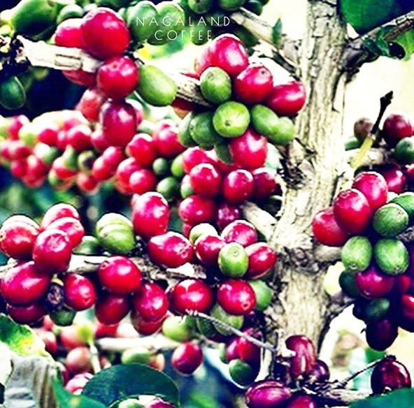 Raw Coffee harvested by local farmers in Nagaland. (Photo Courtesy Nagaland Coffee)